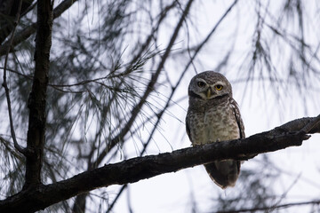 Spotted Owlet, Athene brama, perching on pine tree branch in forest park, Owl with yellow big eyes, white eyebrows and neck-band, beautiful green leaves background, eye contact