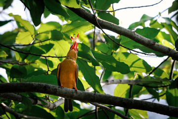 Stork-billed Kingfisher, Pelargopsis capensis perching on tree branch in forest park, eating fish after hunting, massive kingfisher with a large scarlet bill, well-wooded habitats near lake or pond