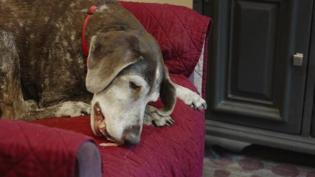 Hilarious clip in slow motion of a dog hungrily devouring salami.