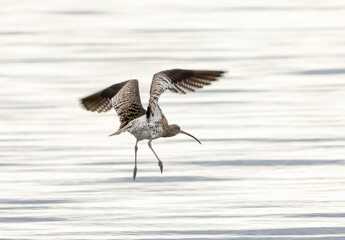 Eurasian Curlew (Numenius arquata) in natural habitat