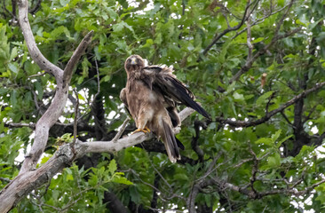 Booted Eagle in a natural habitat