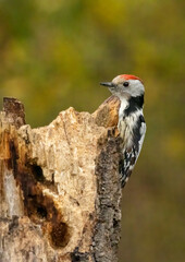 Middle Spotted Woodpecker sitting on dead tree