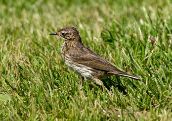 Meadow Pipit (Anthus pratensis) sitting on stone in meadow