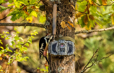Middle Spotted Woodpecker sitting on dead tree