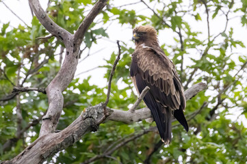 Booted Eagle in a natural habitat