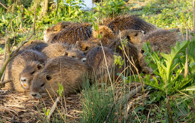 Nutria (Myocastor coypus) in a natural habitat