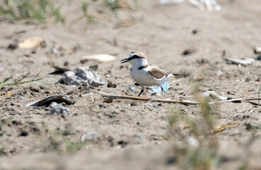 Kentish Plover (Charadrius alexandrinus) in a natural habitat