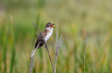 Great Reed Warbler (Acrocephalus arundinaceus) sitting on stick