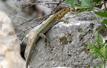 The Greek rock lizard (Hellenolacerta graeca) in a natural habitat