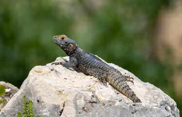Agama lizard sitting on sunny stone