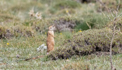 Anatolian ground squirrel sitting on the ground hole