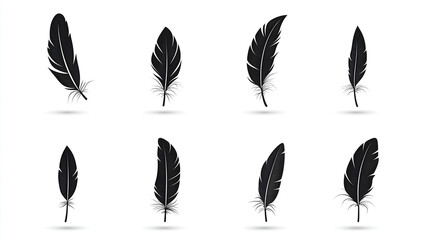 set of feathers on white