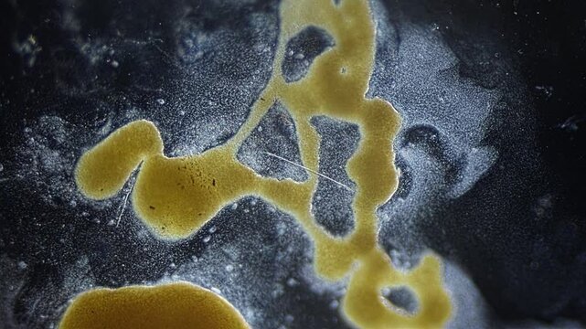 Cytoplasmic streaming and pulsation of slime mold plasmodium under microscope time lapse