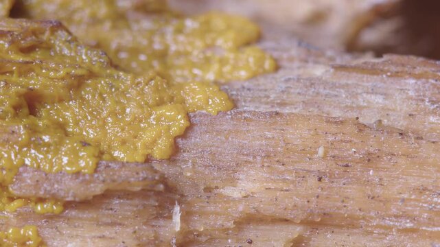 Yellow slime mold plasmodium movement on rotten wood