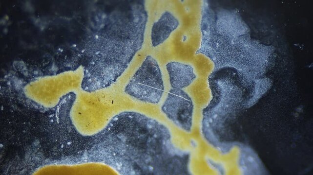 Cytoplasmic streaming and pulsation of slime mold plasmodium under microscope time lapse