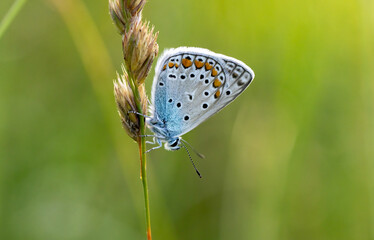Silver-studded Blue butterfly in natural habitat