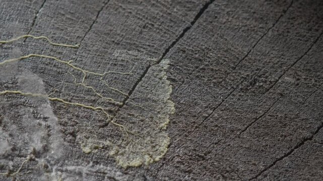 Yellow slime mold plasmodium movement on rotten wood
