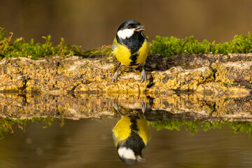 Great tit drink water and sitting on branch