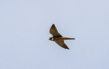 Hobby (Falco subbuteo) flying in the sky