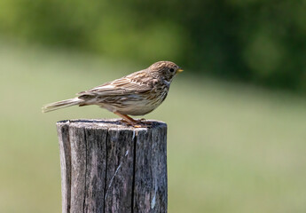 Corn Bunting in natural habitat
