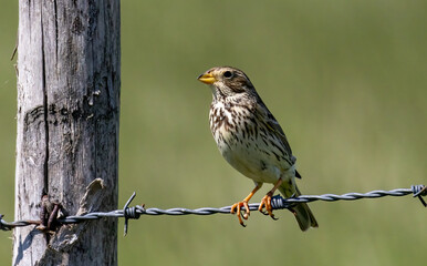 Corn Bunting in natural habitat