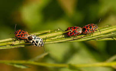 Shield bug copulation in springtime