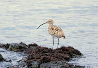 Eurasian Curlew (Numenius arquata) in natural habitat