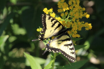 Yellow Butterfly On Flower, Jasper National Park, Alberta © Michael Mamoon