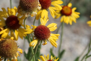 Flowers In Bloom, Jasper National Park, Alberta