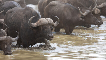 Obraz premium a herd of African buffalo arriving thirsty at the waterhole