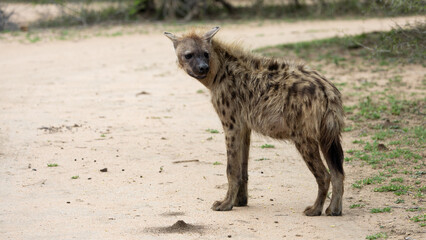 Obraz premium a spotted hyena on the gravel road