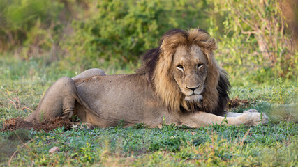 a large mature male lion in the wild