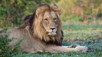 a large mature male lion in the wild