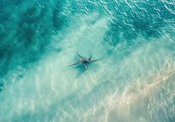 Obraz premium Aerial View of a Graceful Octopus Swimming in Clear Turquoise Waters Near Sandy Shoreline Under Bright Sunlight in a Seaside Environment