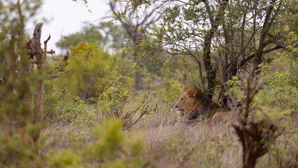 a mature black manned lion