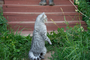 A grey British cat stands on its hind legs and looks somewhere with interest
