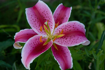 Beautiful pink lily close up