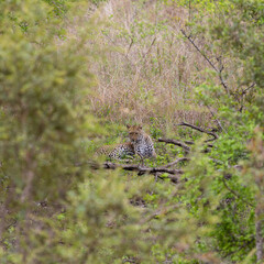 a young leopard laying in green grass