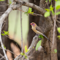 a violet eared waxbill female