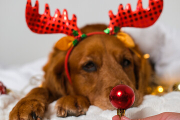 A portrait of a golden retriever dog lying in bed under a white blanket with a reindeer antler headband. A hand holds a red Christmas ball for the dog nose. The dog is falling asleep. Happy New Year.