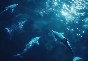 Fototapeta premium Majestic Dolphins Swimming Gracefully in Deep Blue Ocean Waters, Capturing the Serenity and Beauty of Marine Life Beneath the Sunlit Surface