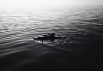 Fototapeta premium Serene Black and White Image of a Dolphin Swimming in Calm Ocean Waters Capturing the Beauty of Marine Life in a Minimalist Aesthetic