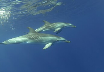 Two Graceful Dolphins Swimming in Clear Blue Ocean Waters, Showcasing Marine Life and Underwater Beauty with Natural Light Reflections on Skin