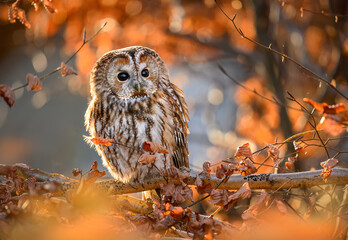 Tawny owl ( Strix aluco ) sitiing in the autumn forest