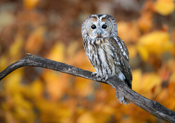 Tawny owl ( Strix aluco ) sitiing in the autumn forest