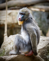 close up of a baboon