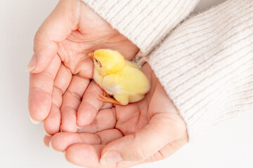 手の平にのったひよこ　chick © 健二 中村
