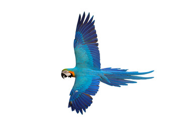 Colorful flying Blue and Gold Macaw parrot isolated on transparent background png file