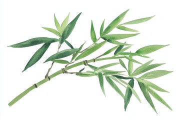 Obraz premium Watercolor clipart of bamboo branch nature scene illustrative art tranquil environment artistic perspective serenity concept