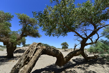 Populus euphratica trees in the desert